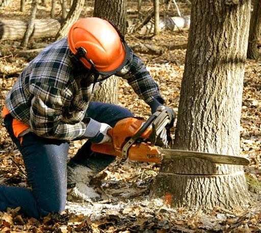 Tree Removal in Deepwater, MO